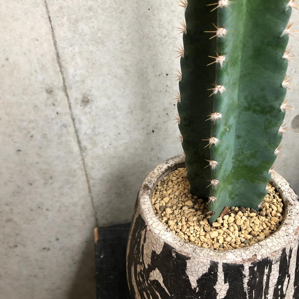 柱サボテン On The Leaf