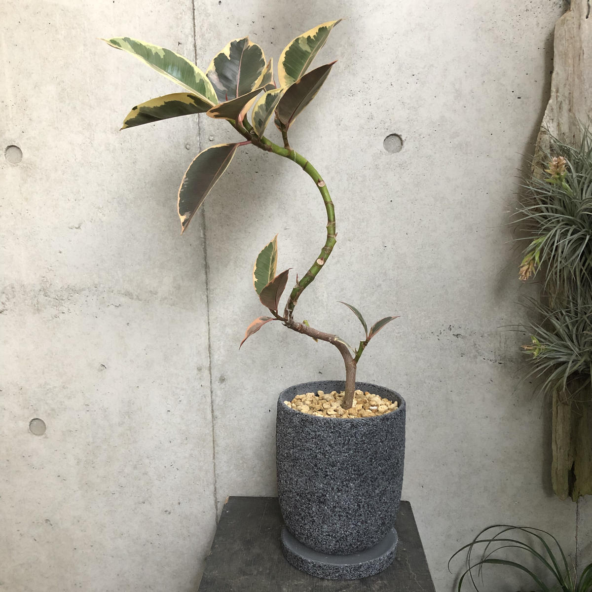 フィカス ティネケ On The Leaf