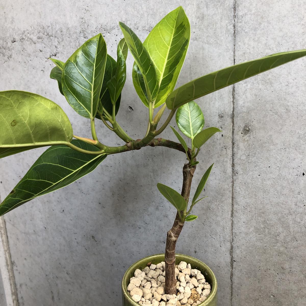 フィカス アルテシマ On The Leaf