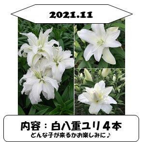 1か月ごと 21ユリの定期便 Life With Lilies ユリと一緒に暮らして 1か月ごと 21ユリの定期便 Life With Lilies ユリと一緒に暮らして