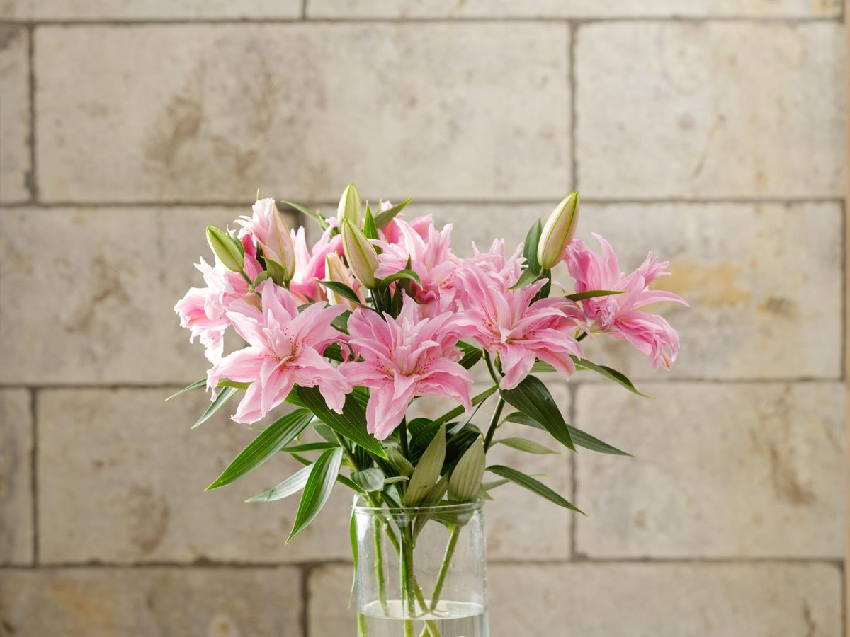 ダイアンサ 5本束 弊社オリジナル紙製包装紙にて発送 簡易包装です 月曜着不可 ダイアンサ 5本束 弊社オリジナル紙製包装紙にて発送 簡易包装です 月曜着不可