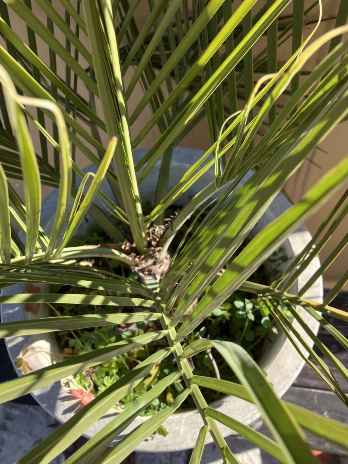ココスヤシ 85cm 10号鉢⑥