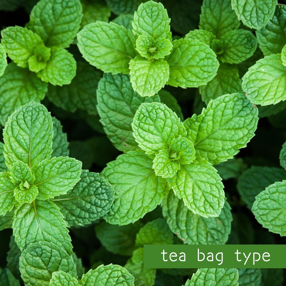 夏にぴったりのすっきり清涼感 風邪 花粉症 鼻炎にお勧めです ペパーミント茶 パシルプ