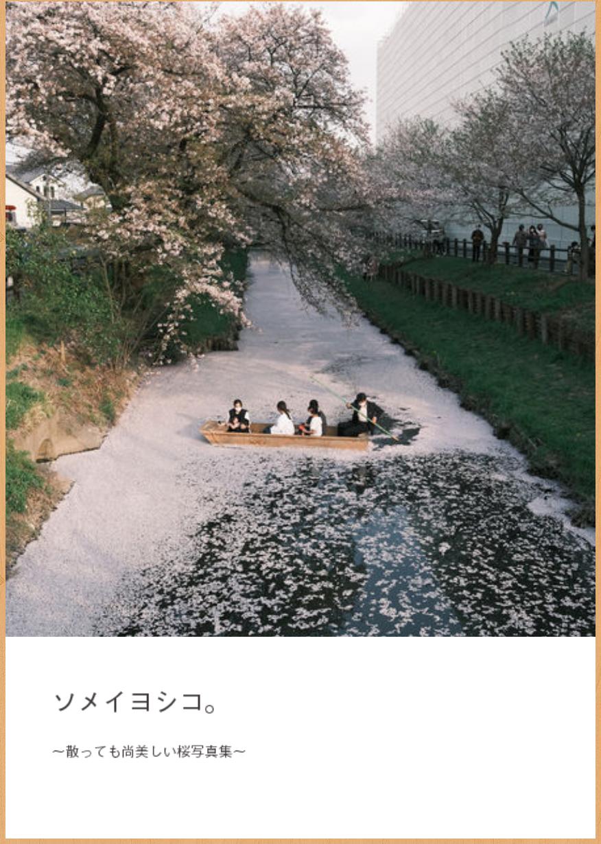 ソメイヨシコ 散っても尚美しい桜写真集 Hiro S Store