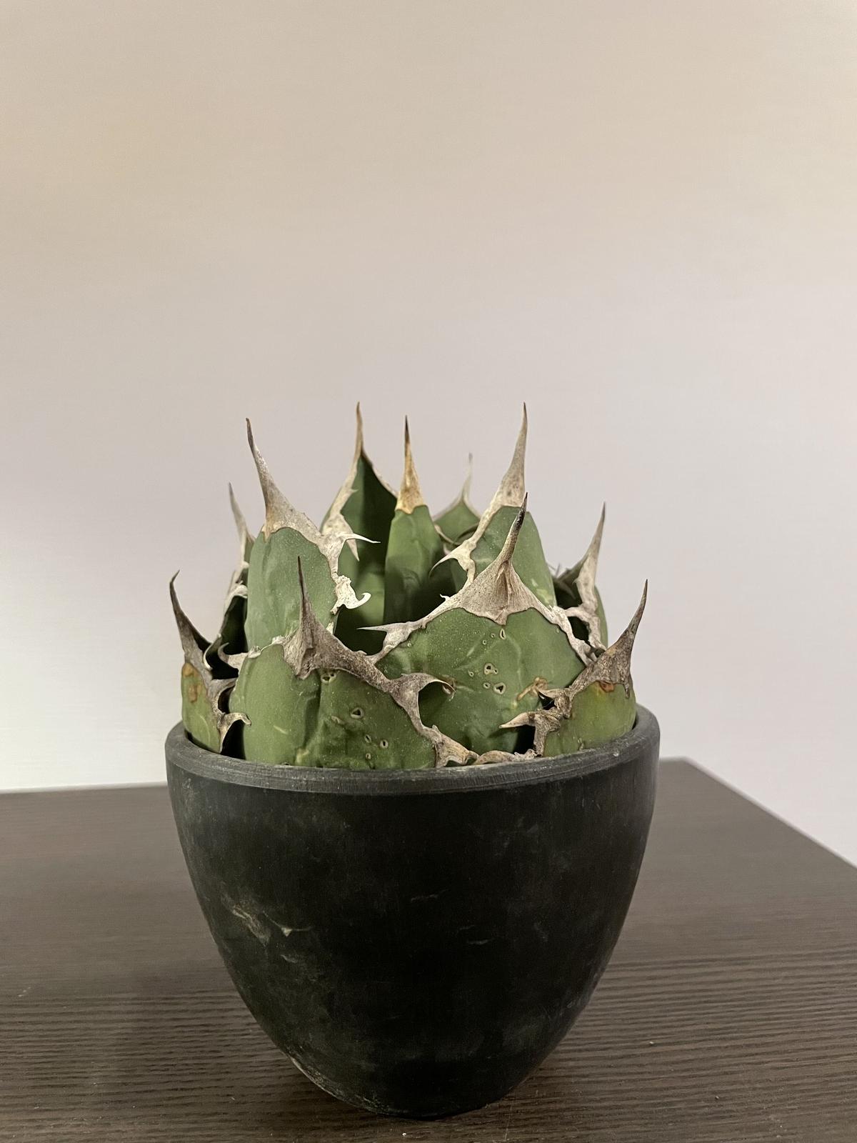 アガベ チタノタ オテロイ インドネシア株