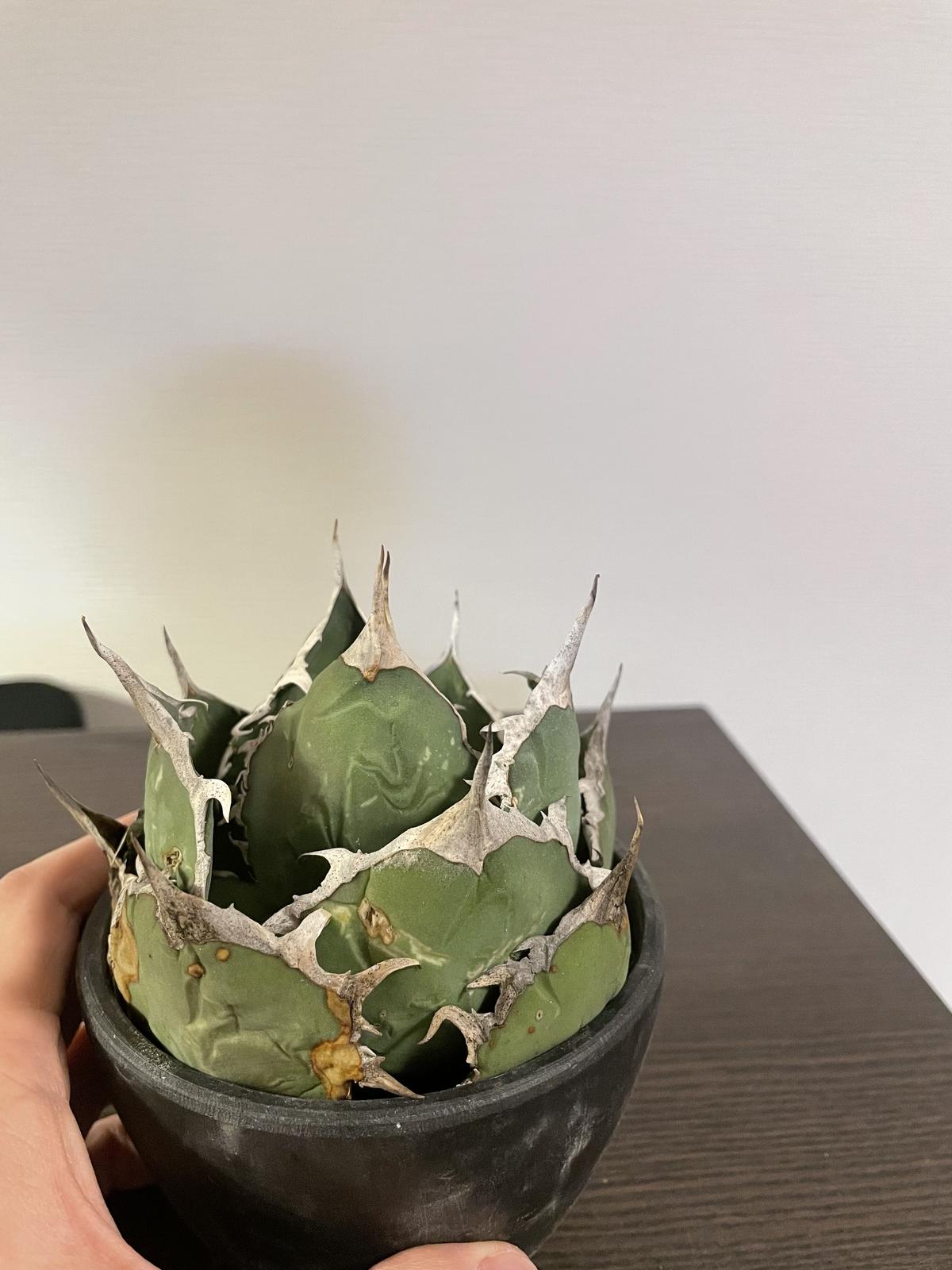 アガベ チタノタホワイトソーン表裏棘 子株付き アガベ ホワイトソーン WhiteThorn チタノタ - メルカリ