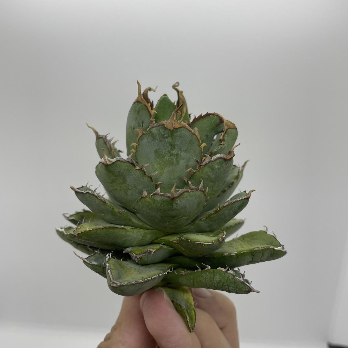 アガベ チタノタ フィリグリーデビル 植木鉢ごと 川嵜貴生 IRONglaze  