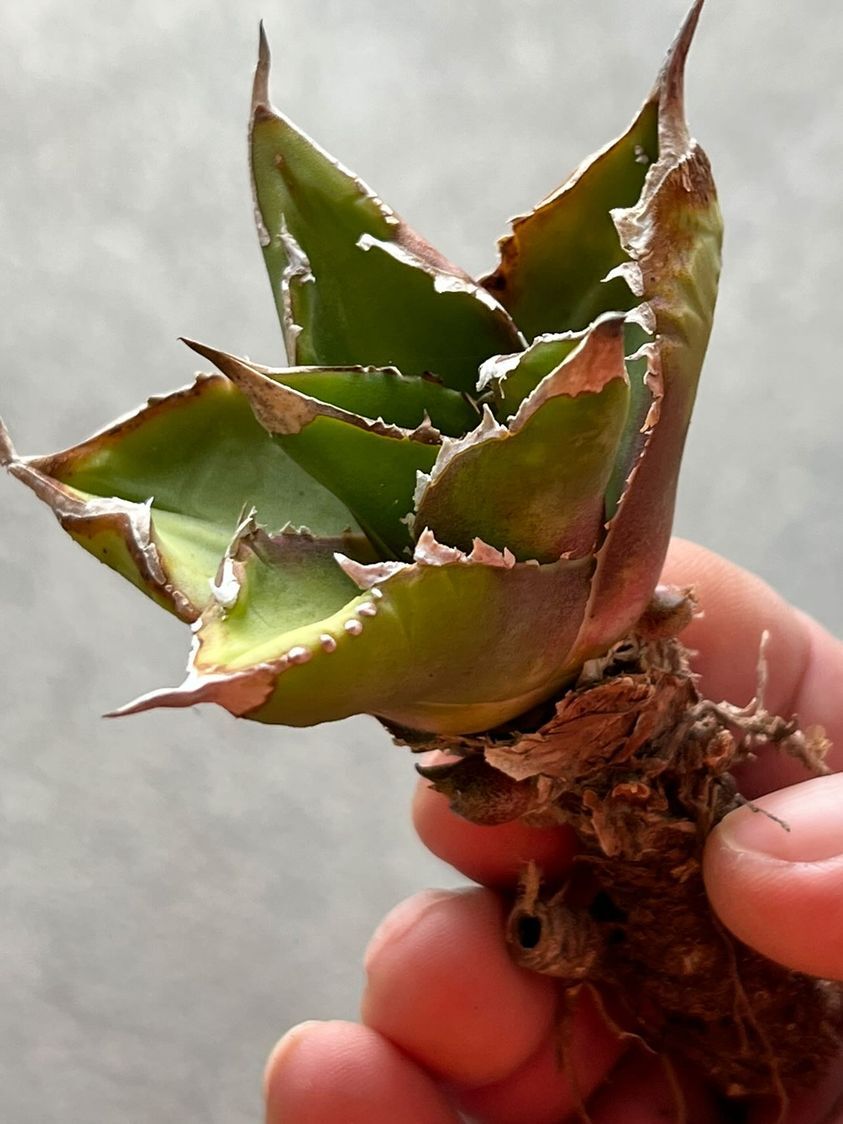 Agave ritanota 山猫 Lize産 アガベ チタノタ