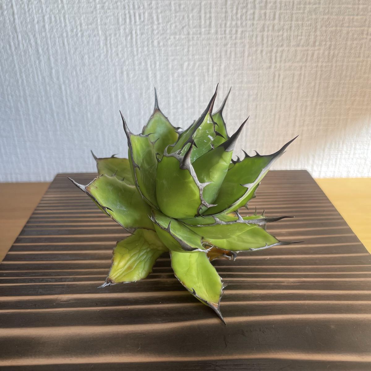 アガベ ホリダ jeremy氏選抜 ○HiddenAgave直送○アガベ・ゼブラ