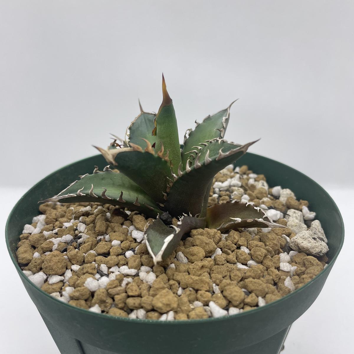 特選】アガベ チタノタ ”レッドキャットウィーズル” ③（7/4 撮影