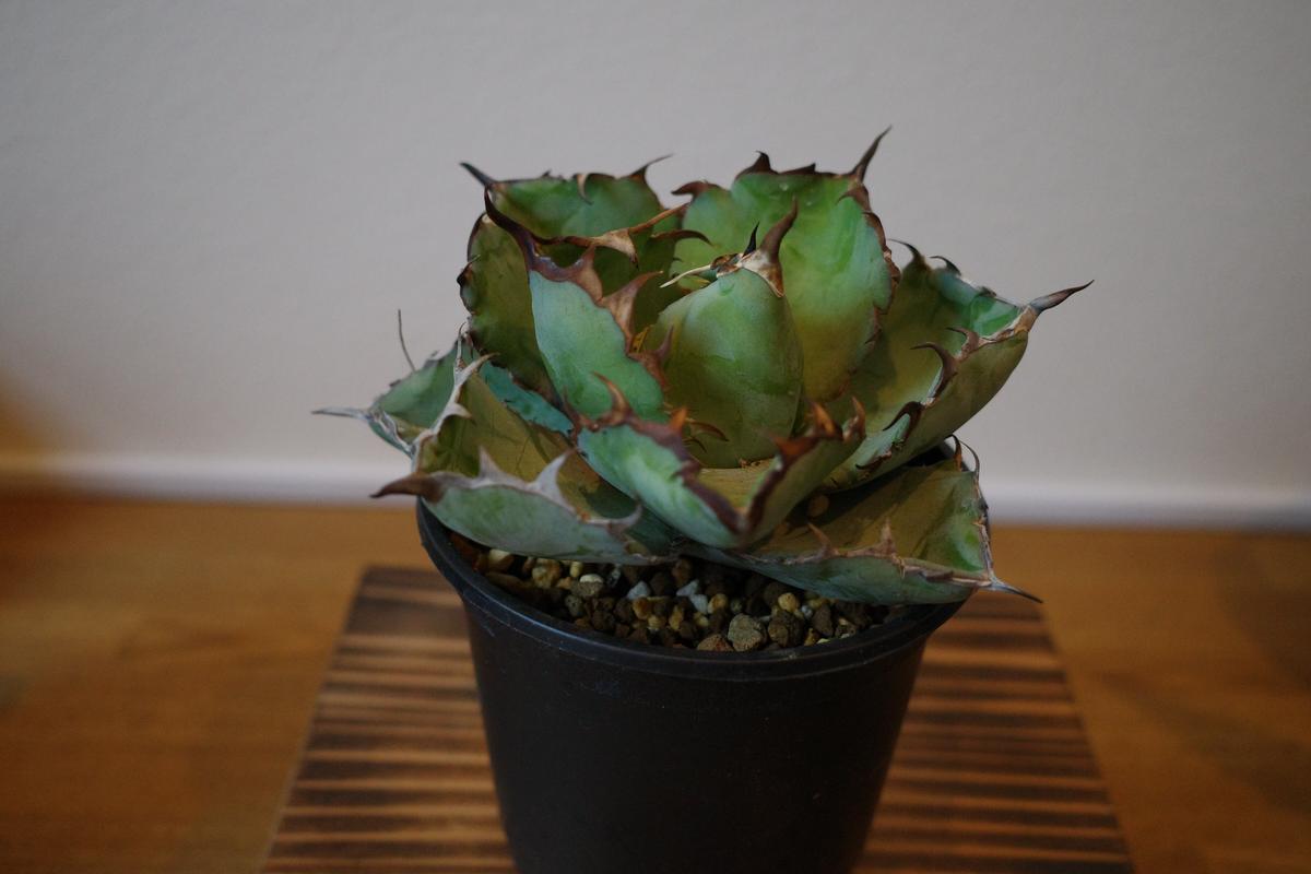 Agave ritanota 山猫 Lize産 アガベ チタノタ