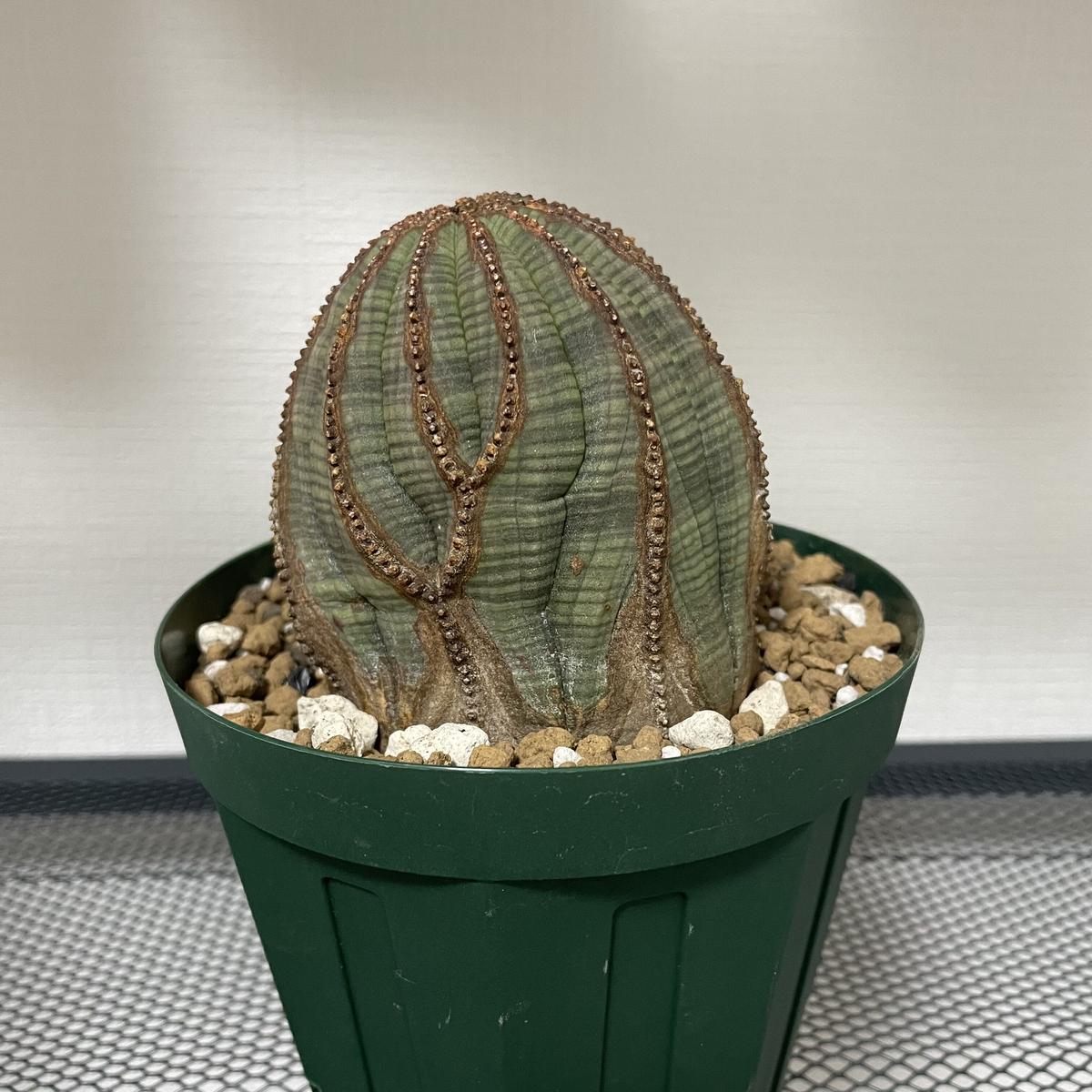 No.052 ユーフォルビア オベサ / Euphorbia Obesa 木質化 変形