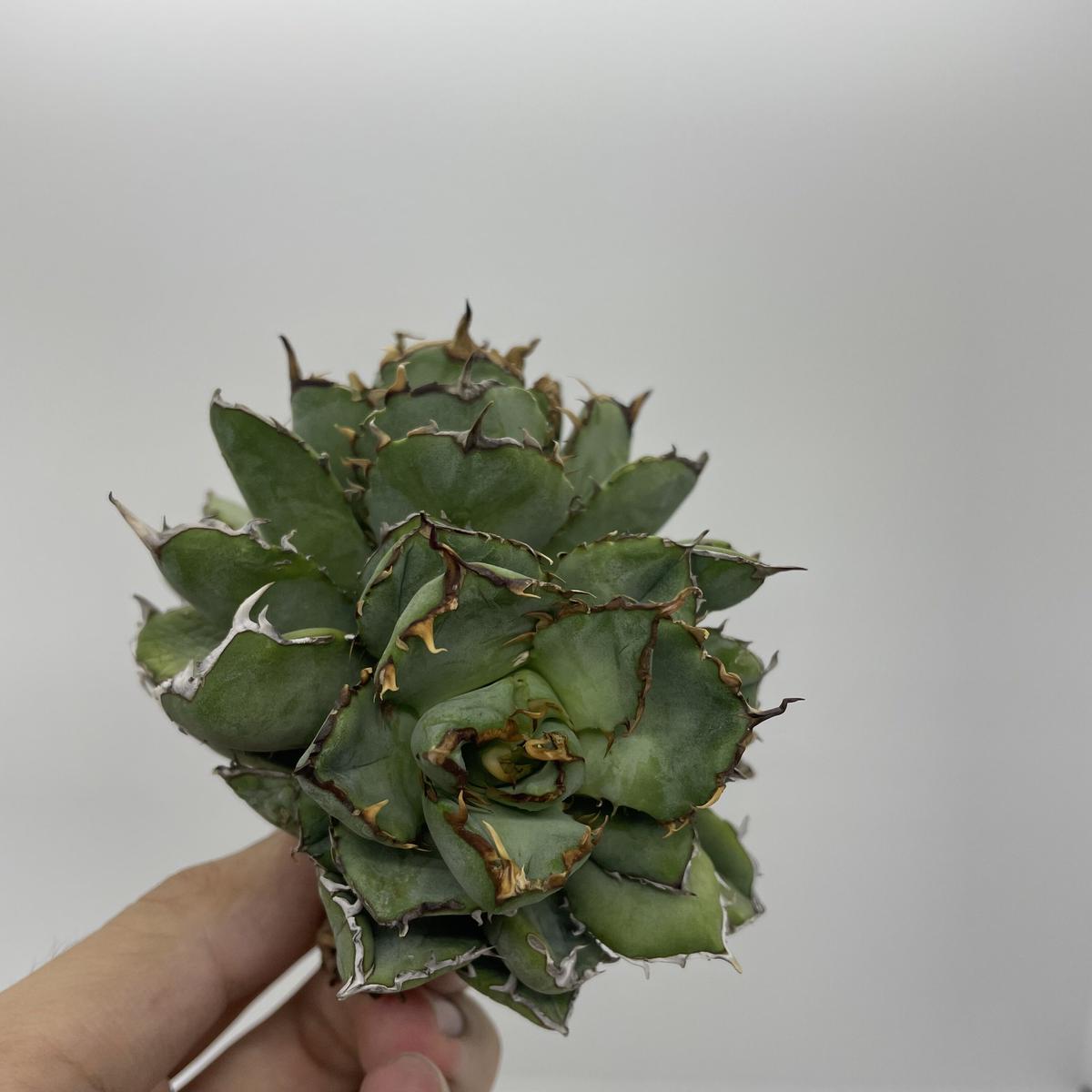 悪魔的】アガベチタノタ フィリグリーデビルAgave Titanota Filigree'D...