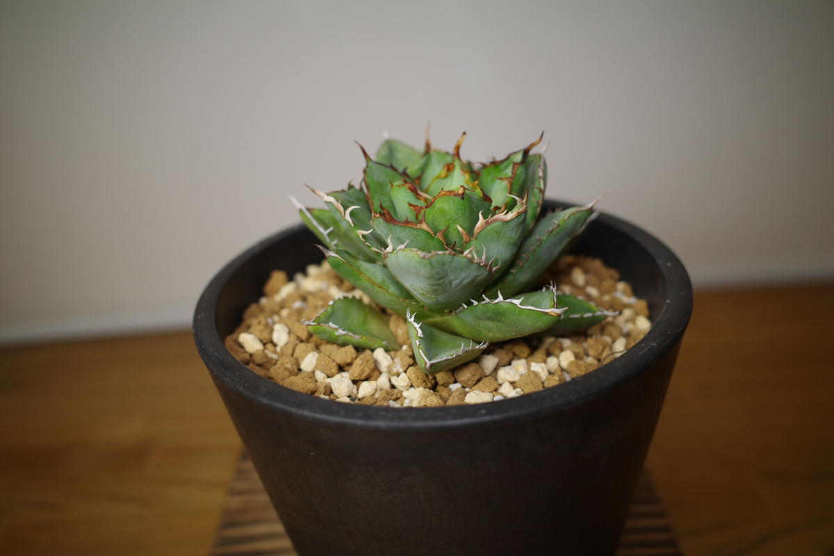 Agave ritanota 山猫 Lize産 アガベ チタノタ