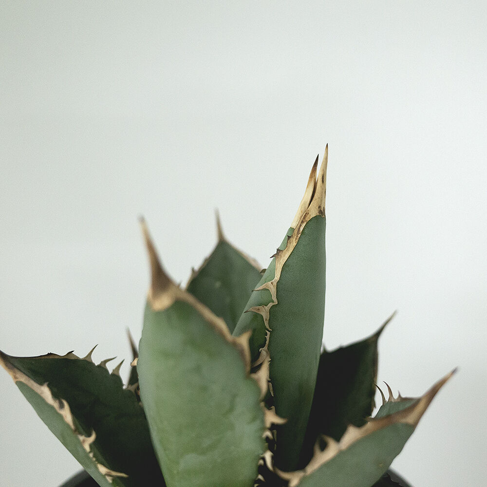 アガベ チタノタ タワーオブバベル Agave titanota Towerofbabel | アガベ チタノタ タワーオブバベル Agave titanota Towerofbabel |