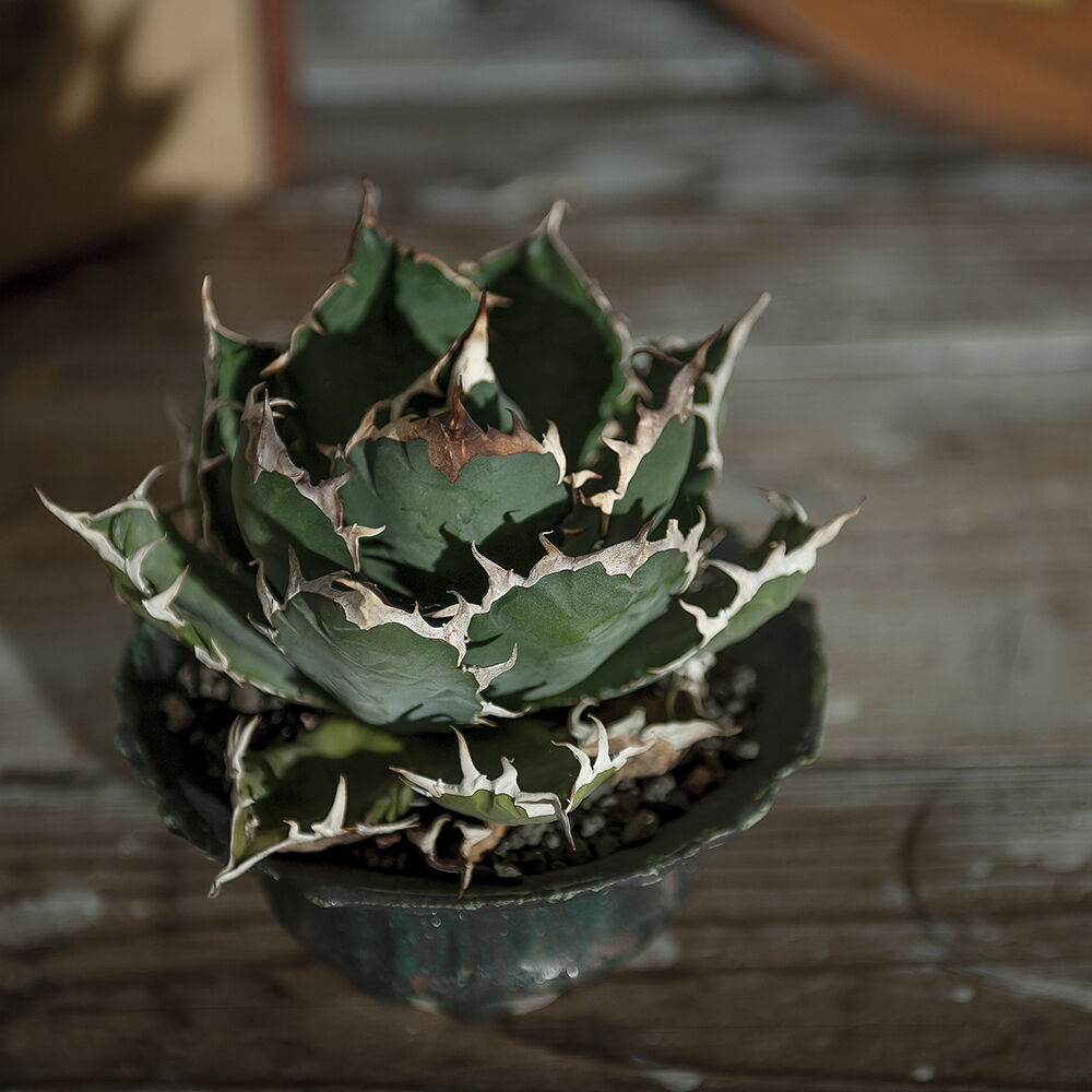 アガベ チタノタ FO-076 シエラミクスティカ Agave titanota FO-076 Sierra mixteca アガベ チタノタ FO-076 シエラミクスティカ Agave titanota FO-076 Sierra mixteca