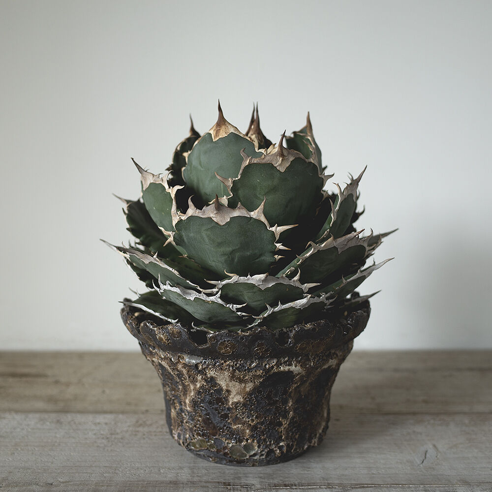 アガベ チタノタ FO-076 シエラミクスティカ Agave titanota FO-076 Sierra mixteca アガベ チタノタ FO-076 シエラミクスティカ Agave titanota FO-076 Sierra mixteca