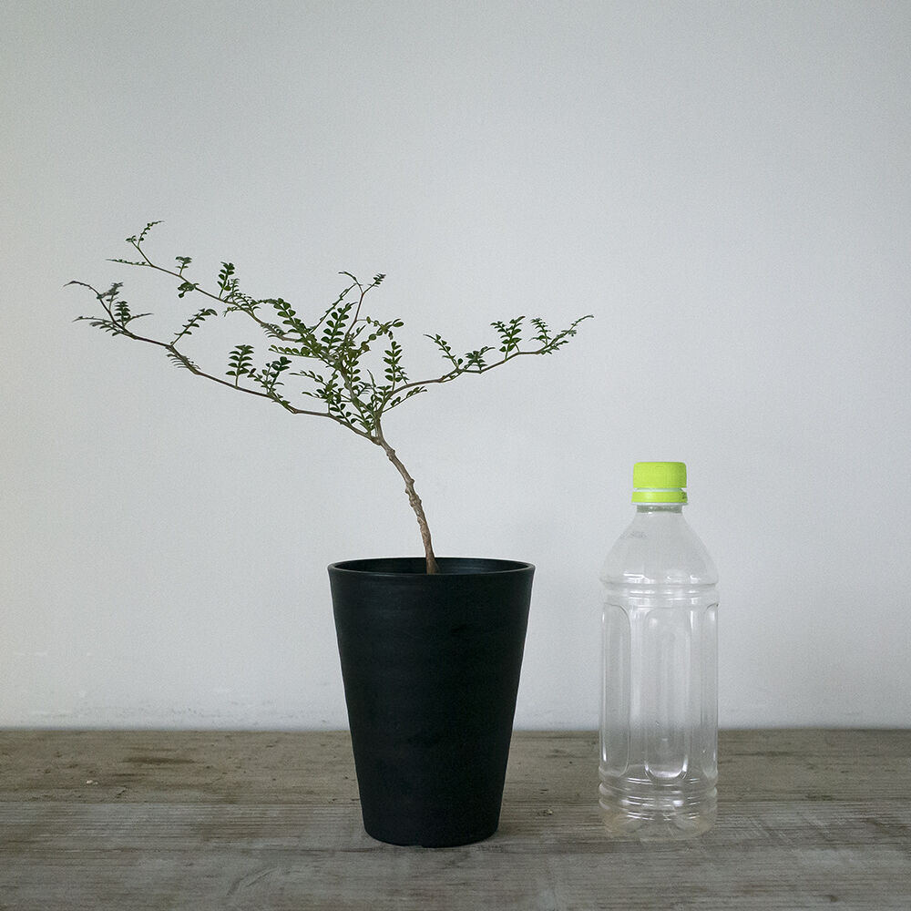 オペルクリカリア パキプス Operculicarya Pachypus 実生 Plan