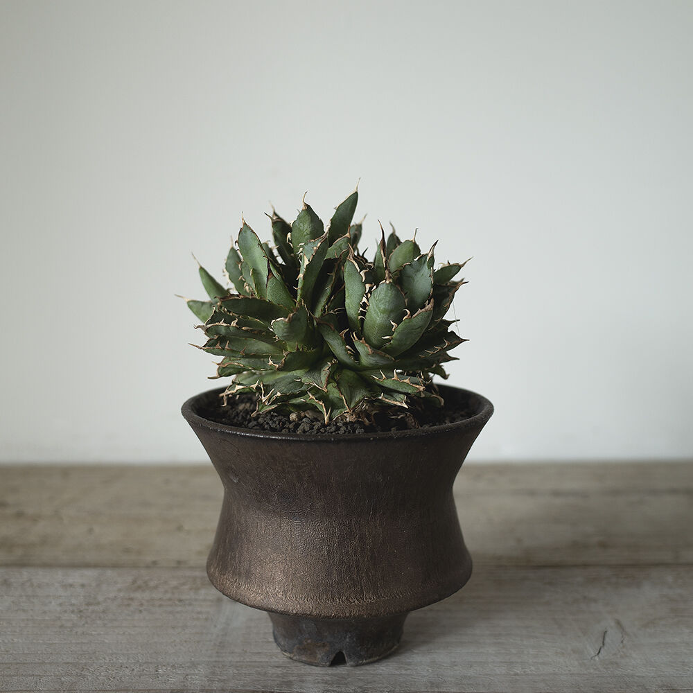 アガベ チタノタ フィリグリー Agave Titanota Filigree Plan