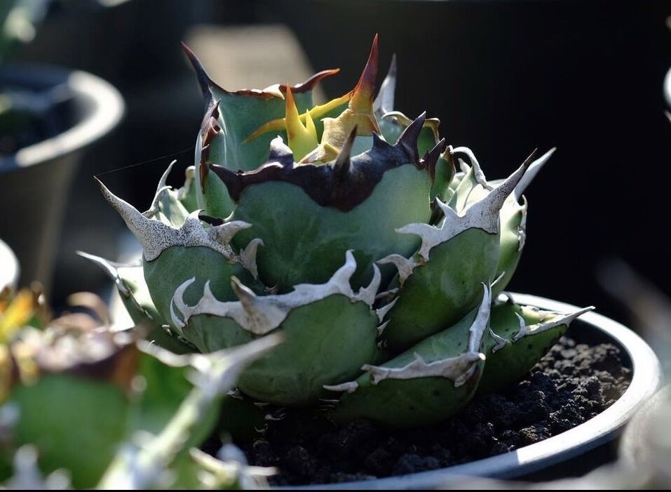 アガベ・チタノタ 鳳凰 子株-001｜agave titanota Phoenix | Pl