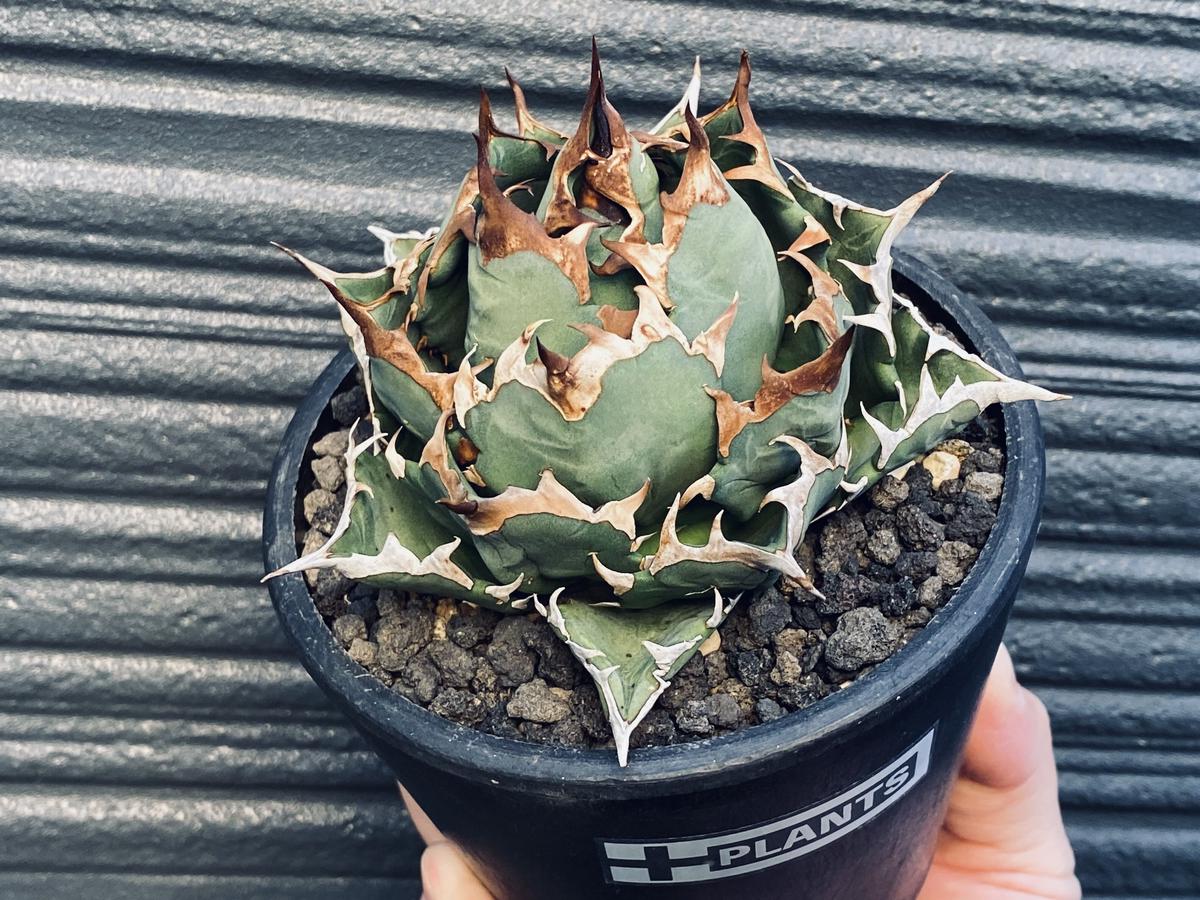 アガベ チタノタ チェーン ボール