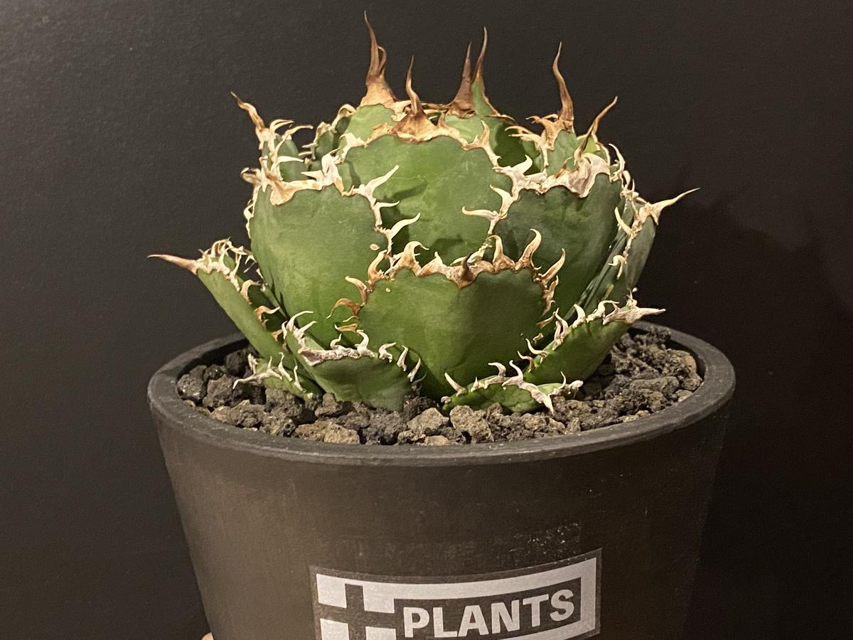 アガベ・チタノタ 圓葉拇指(フィリグリー)_ボールタイプ-001|agave アガベ・チタノタ 圓葉拇指(フィリグリー)_ボールタイプ-001|agave