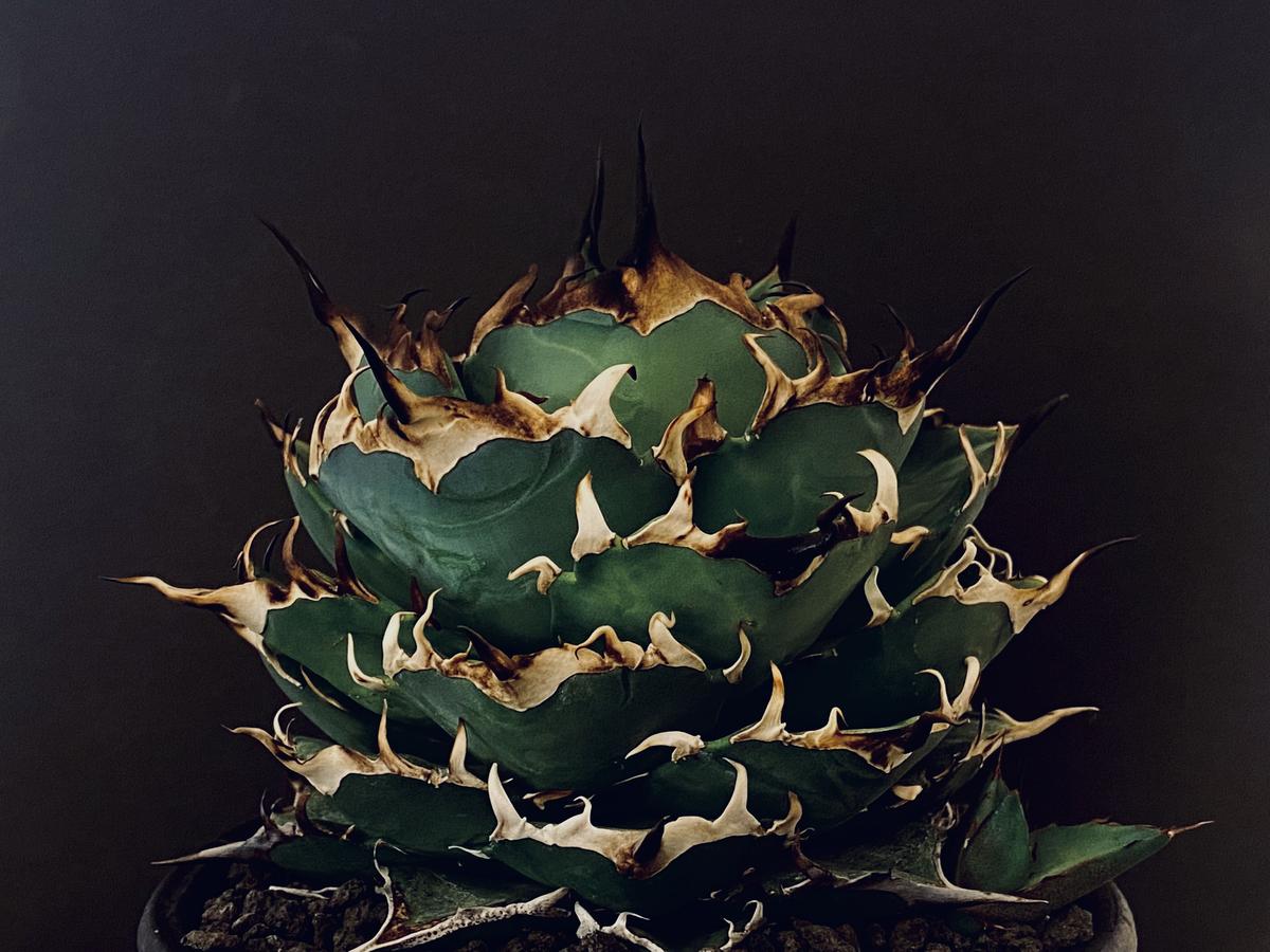 アガベ・チタノタ ハデス(黒帝斯)_小-011|agave titanota hades |...