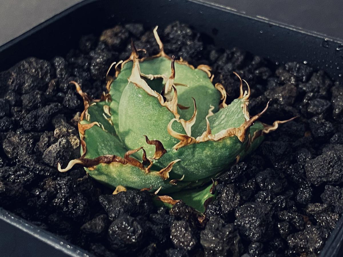 アガベ・チタノタ ハデス (黒帝斯) 芽-014|agave titanota hades |...