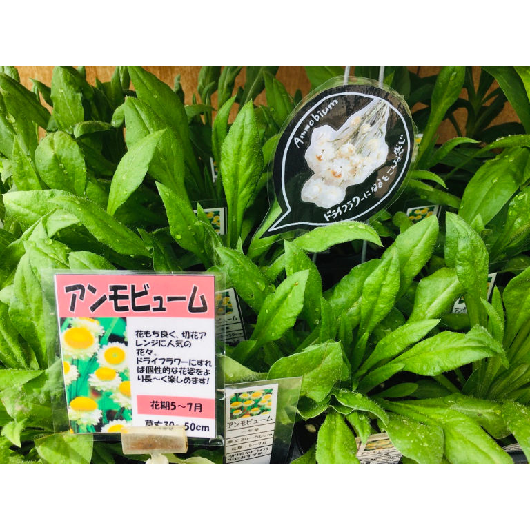 アンモビウム 苗 ナチュラルマルシェ ソヨソヨ