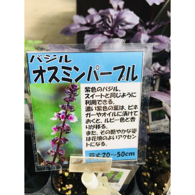 オスミンパープル バジル 苗 ナチュラルマルシェ ソヨソヨ
