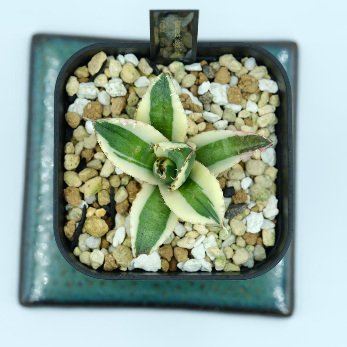 ついに再販開始！】 最終価格 アガベ チタノタ スナグルトゥース チカ