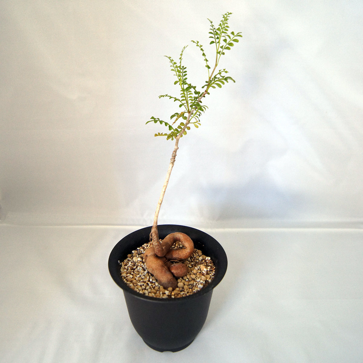 オペルクリカリア パキプス Operculicarya Pachypus Pot Vase
