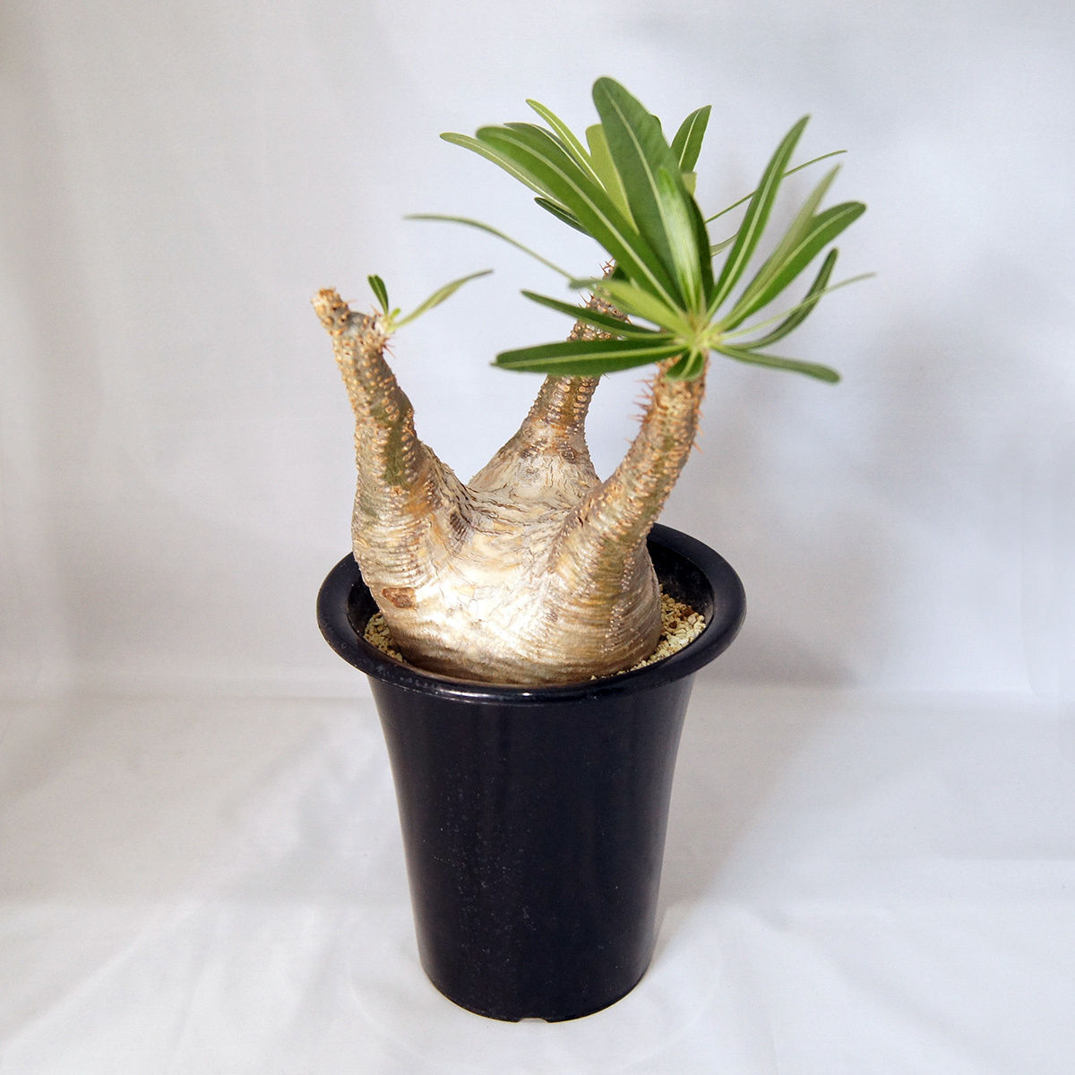塊根植物 パキポディウム グラキリス Pachypodium Rosulatum Var Gr