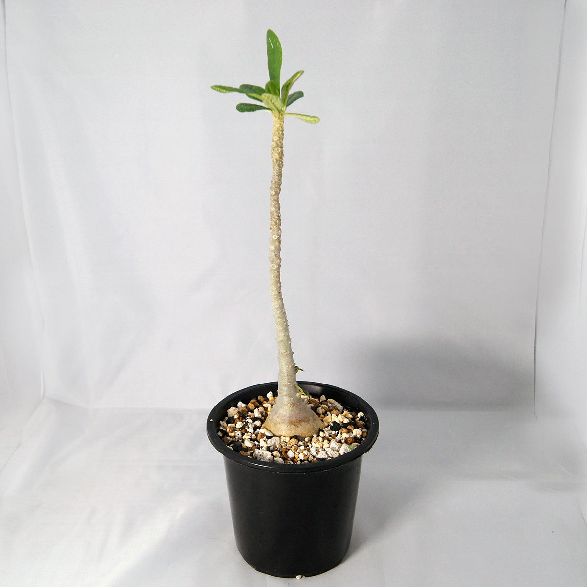 デンドロシキオス　ソコトラーナ　実生 デンドロシキオス ソコトラーナ 【送料着払い】21 | CACTUS330