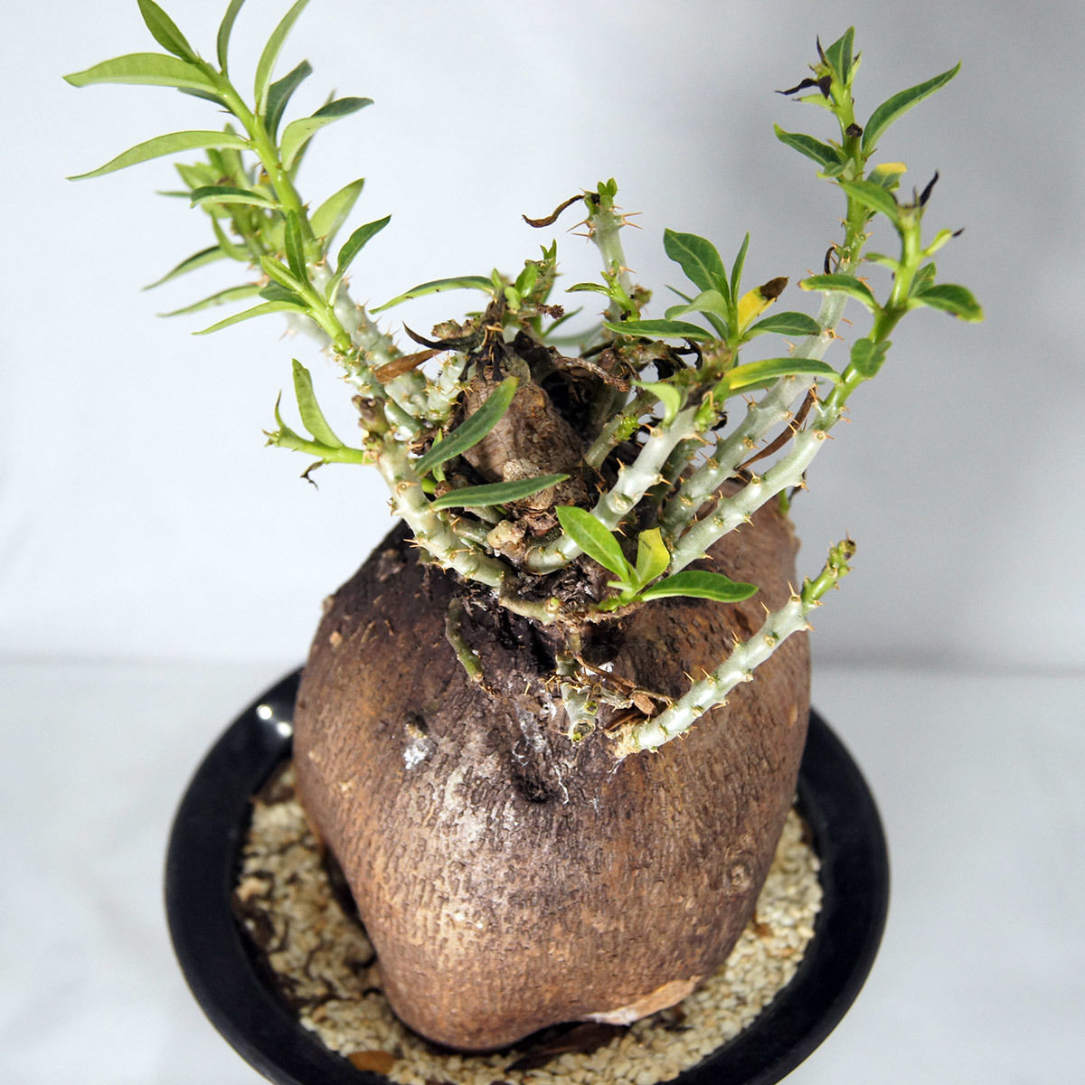 B217【自社養生株】パキポディウム ビスピノーサム（L）（現地球・発