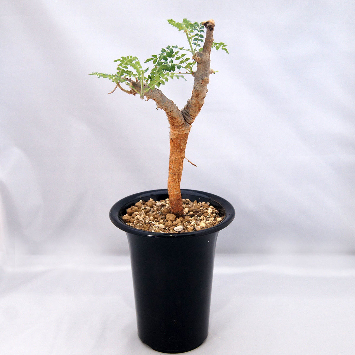 塊根植物 ボスウェリア・ネグレクタ(Boswellia neglecta)【送料無料