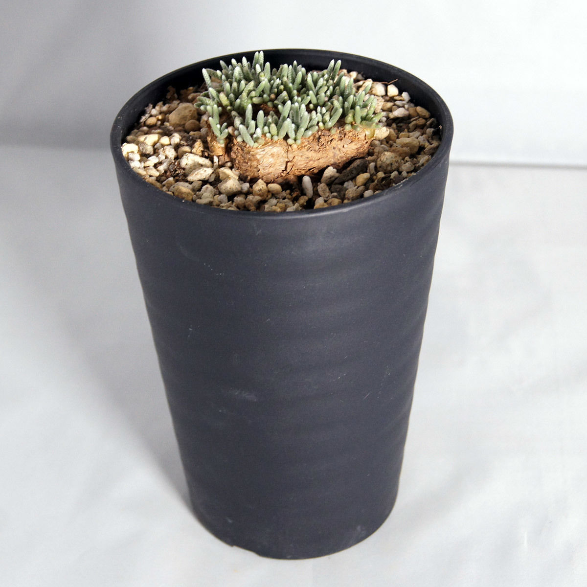 多肉植物 アボニア・クイナリア (Avonia quinaria) 赤花アルストニー 【送... 多肉植物 アボニア・クイナリア (Avonia quinaria) 赤花アルストニー 【送...