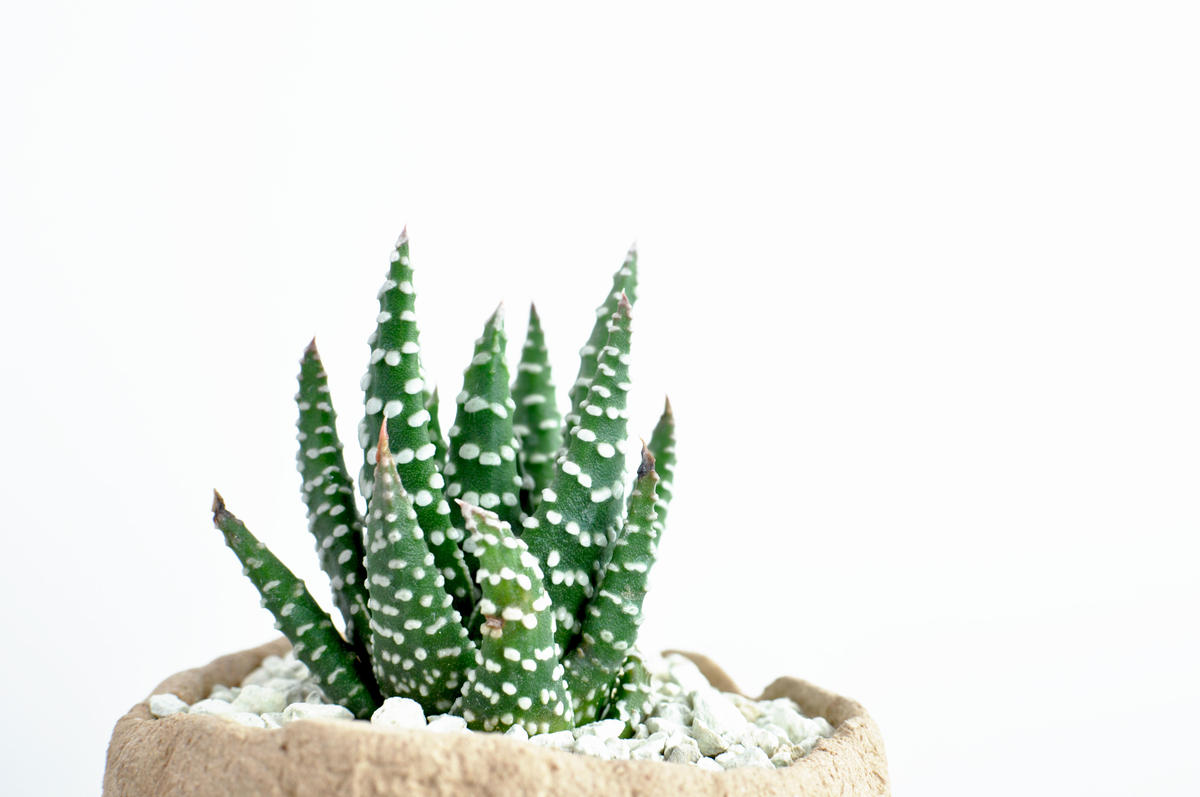 Haworthia Papillosa 冬の星座 Qs Plant