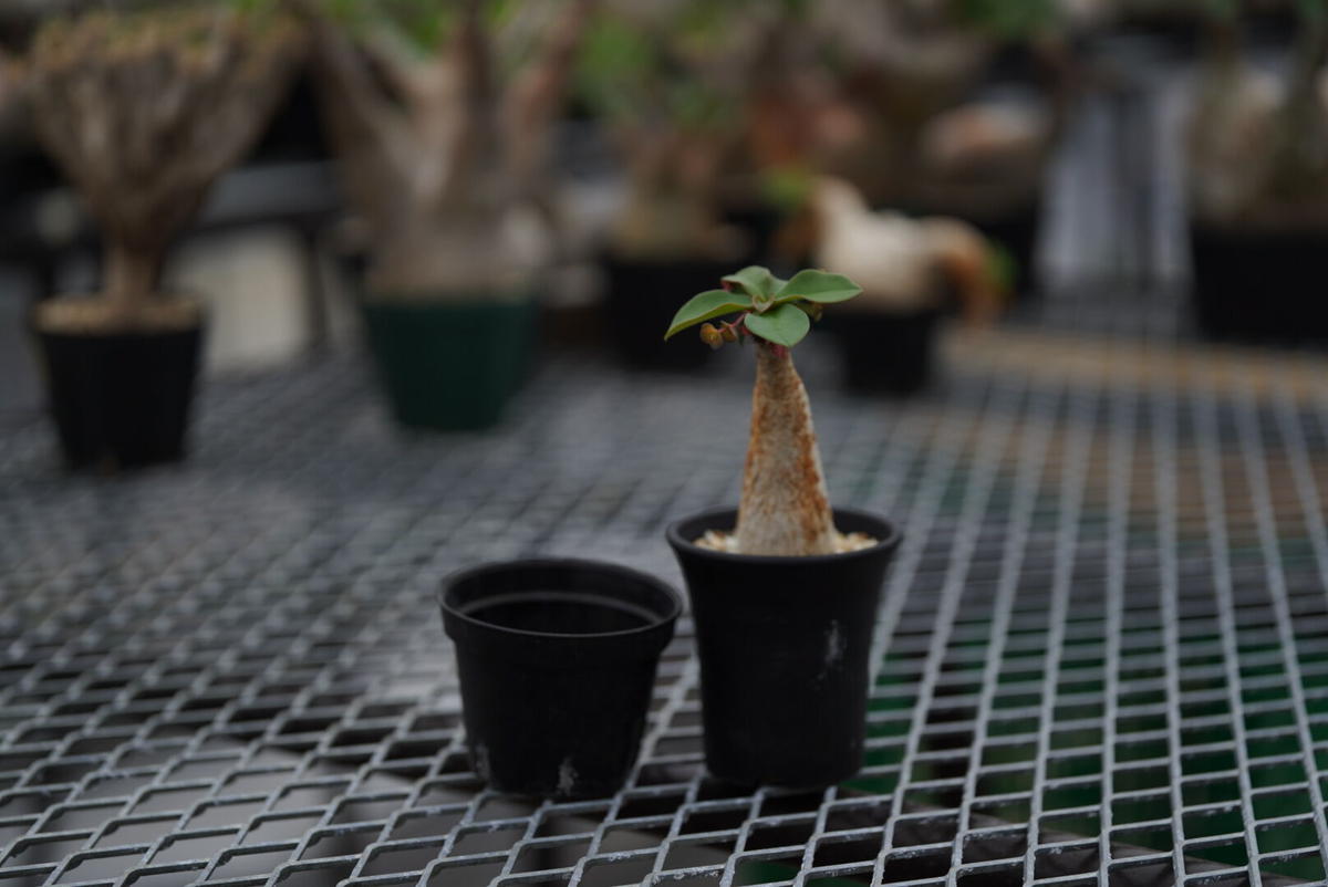 Euphorbia ramena〈幹幅2.9cm〉 | QS PLANT