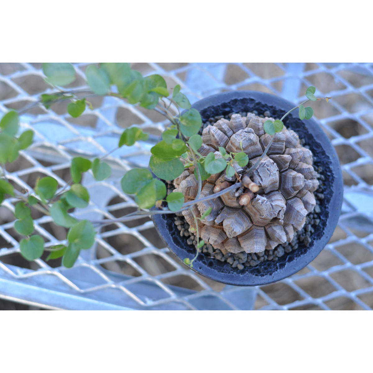 Dioscorea Elephantipes 亀甲竜 Tomoharu Nakagawa植 Dioscorea Elephantipes 亀甲竜 Tomoharu Nakagawa植