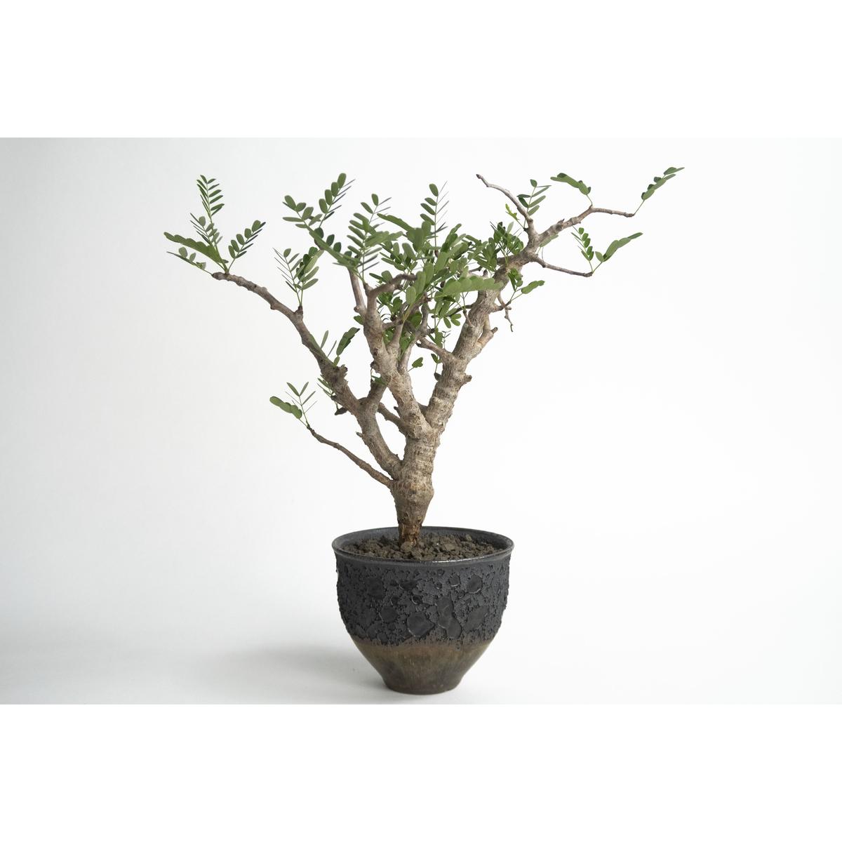 Senna Meridionalis Tomoharu Nakagawa植木鉢 Qs Senna Meridionalis Tomoharu Nakagawa植木鉢 Qs