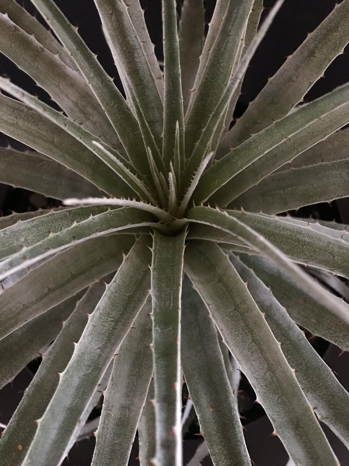 プヤ　セルーレア　３ヘッド Puya coerulea プヤセルーレア南米チリ産3ヘッド現地株 Puya coerulea