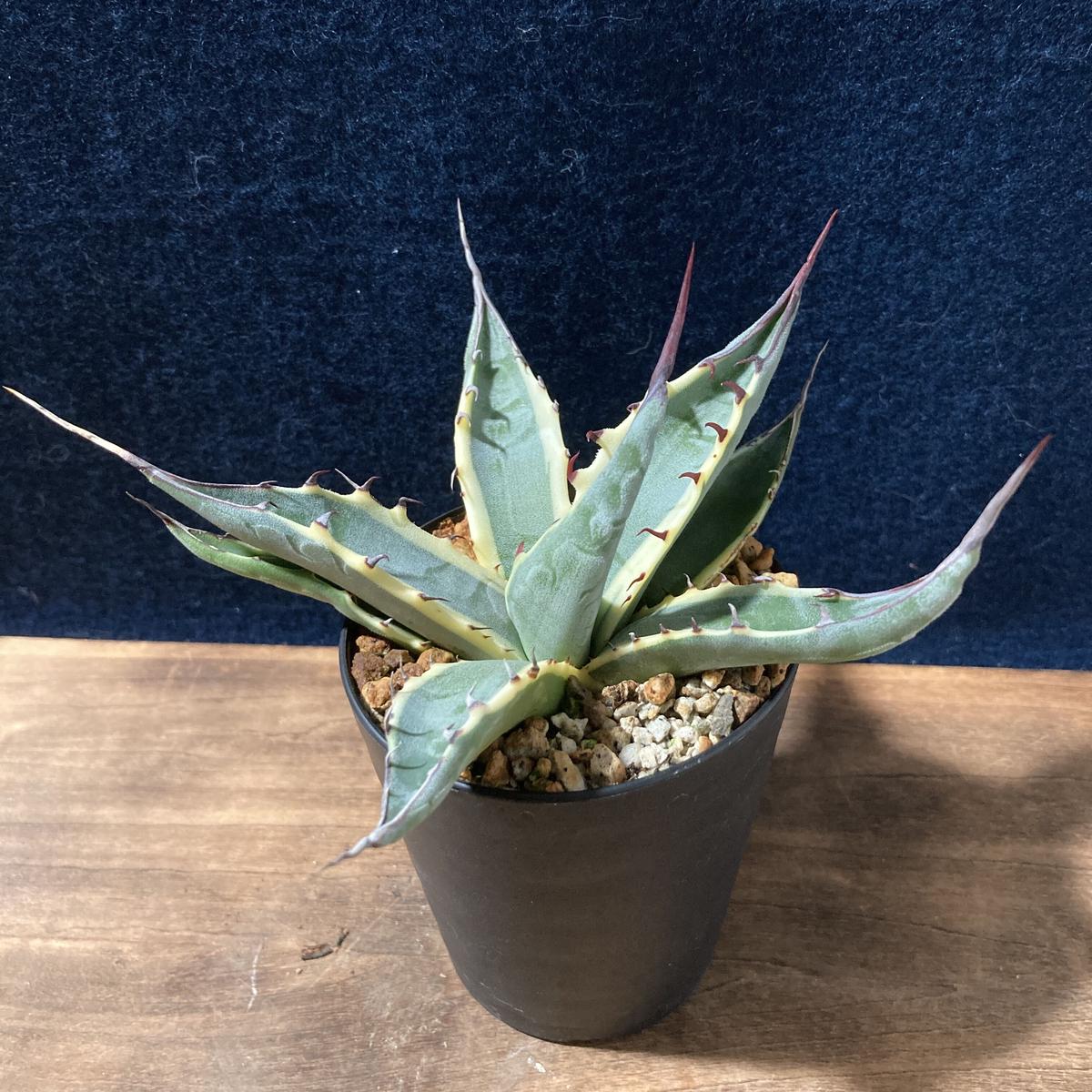 アガベ　スカブラ錦　大株 アガベ スカブラ錦 大株 【公式通販】