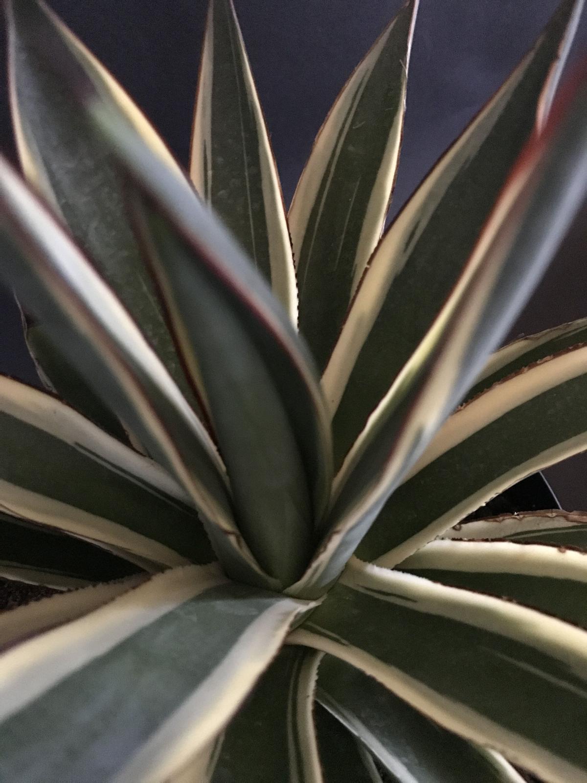 アガベ ❛スノーグロウ❜ Agave hyb. 'Snow Grow' | radical...