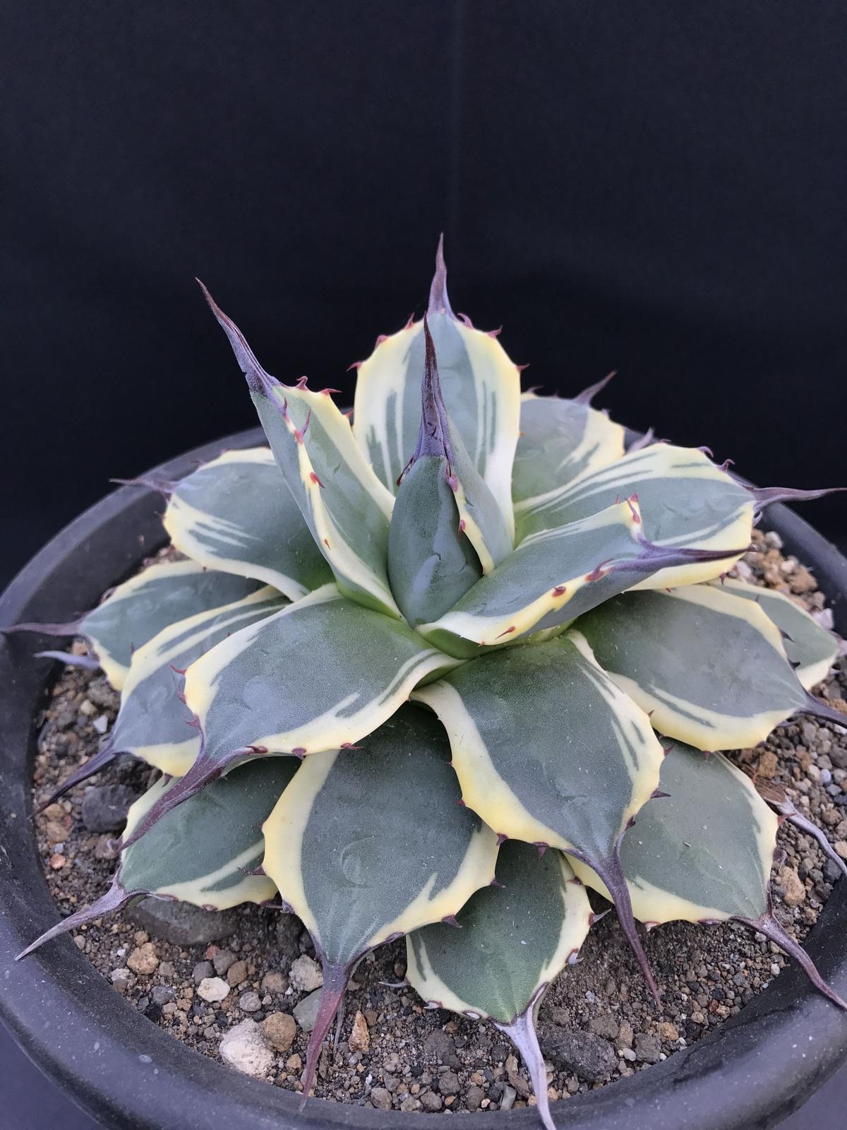 アガベ ❛クリームスパイク❜ Agave applanata 'Cream Spike'