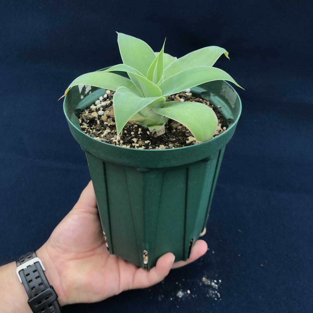 アガベ アテナータ / Agave attenuata | radical botanics