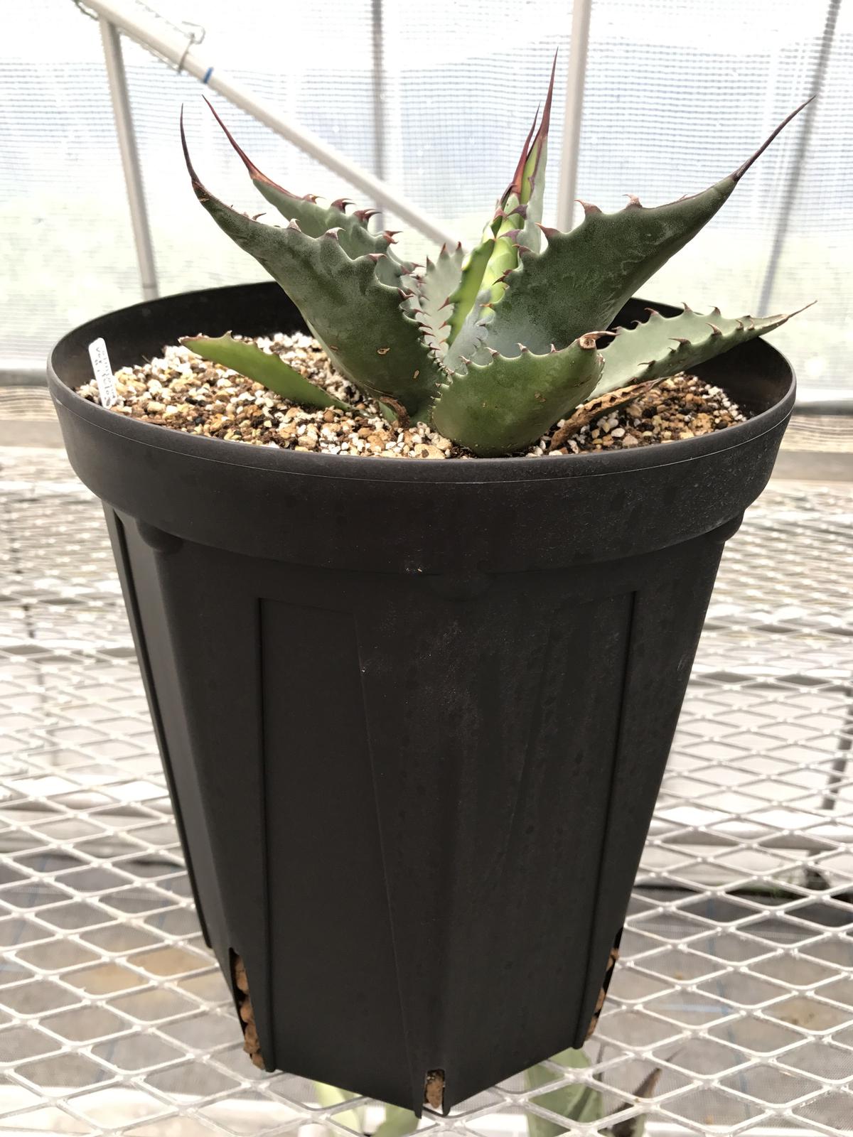 アガベ サルミアナ フェロックス Salmiana Var Felox 1 Radi