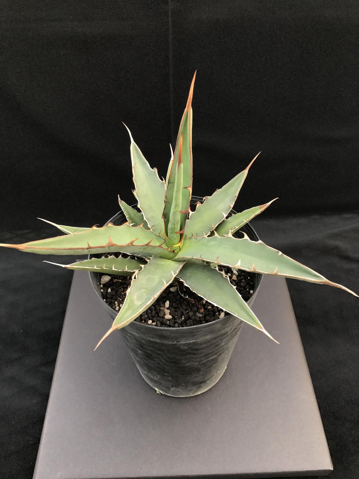 アガベ キシロナカンサ 大きな子供苗複数付き特大苗