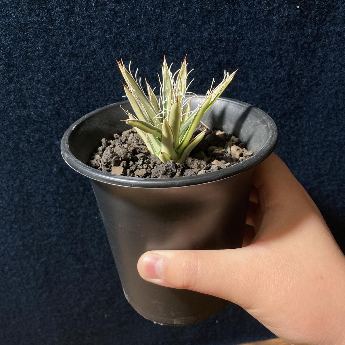 予約販売 本 アガベ 姫乱れ雪 沖縄育ち 植物