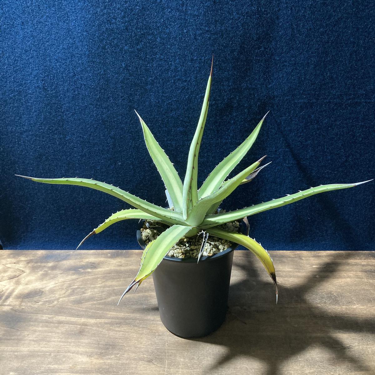 アガベ ガルシアメンドーサ Agave graciae-mendozae | radical